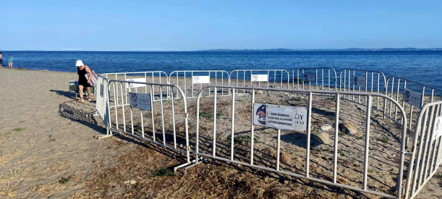 Şarköy sahilinde nadir kum zambakları bulundu