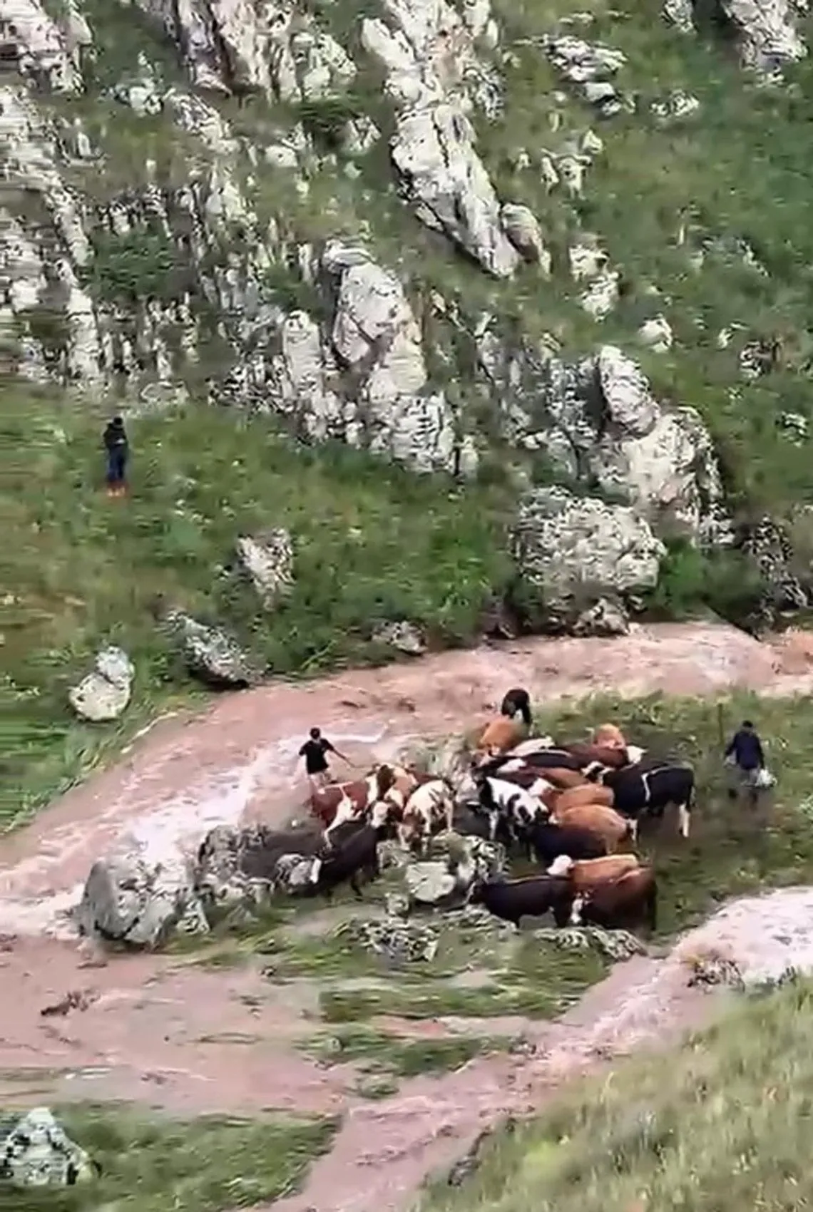 Kars'ta dere taştı inekler mahsur kaldı