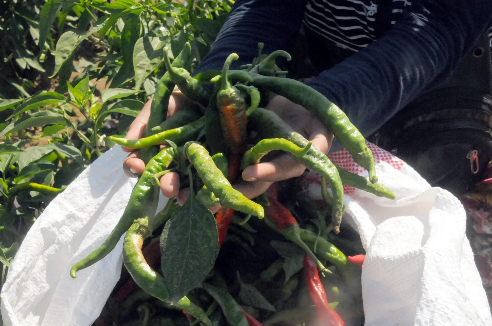 Edirne’nin meşhur acı biberinde hasat vakti geldi