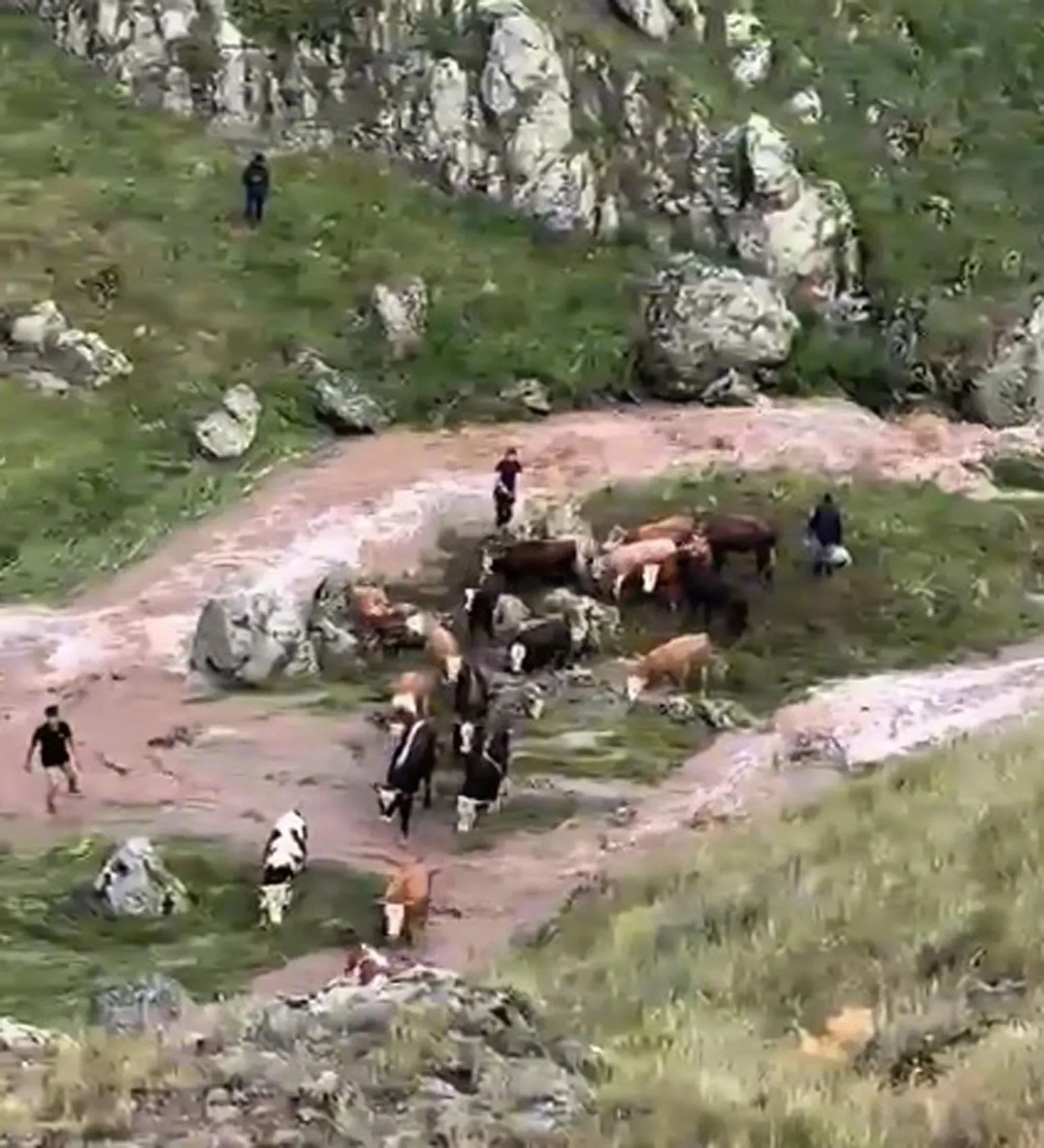 Kars'ta dere taştı inekler mahsur kaldı