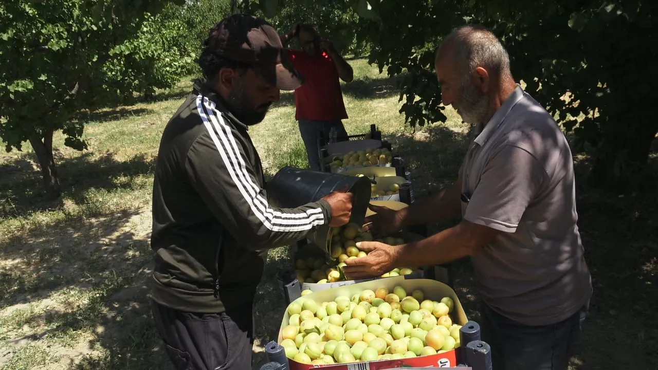 Erciyes’in gölgesinde kayısı bereketi yüzleri güldürdü