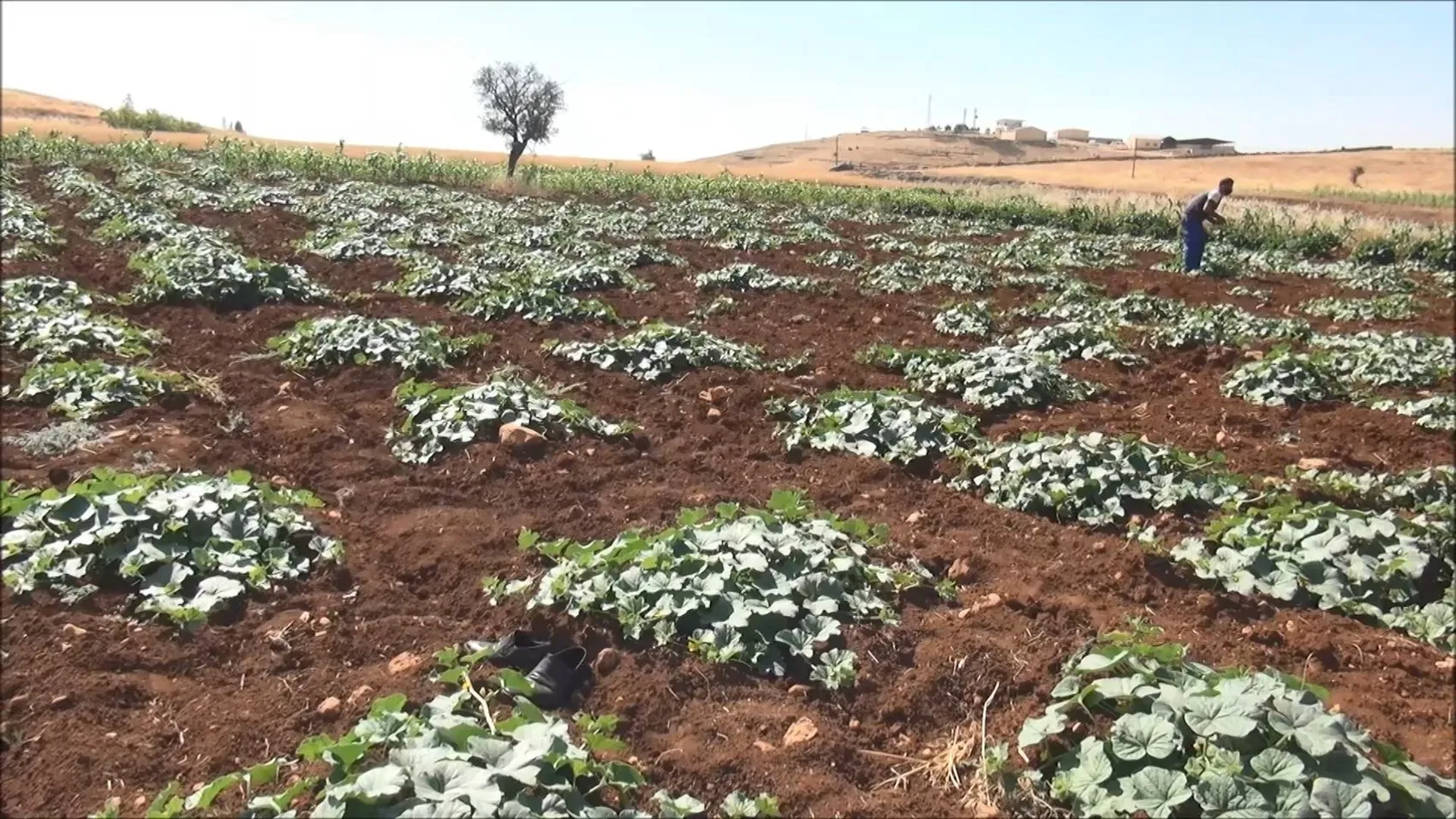 Midyat'ın coğrafi işaretli acuru kış sofralarına taşınıyor