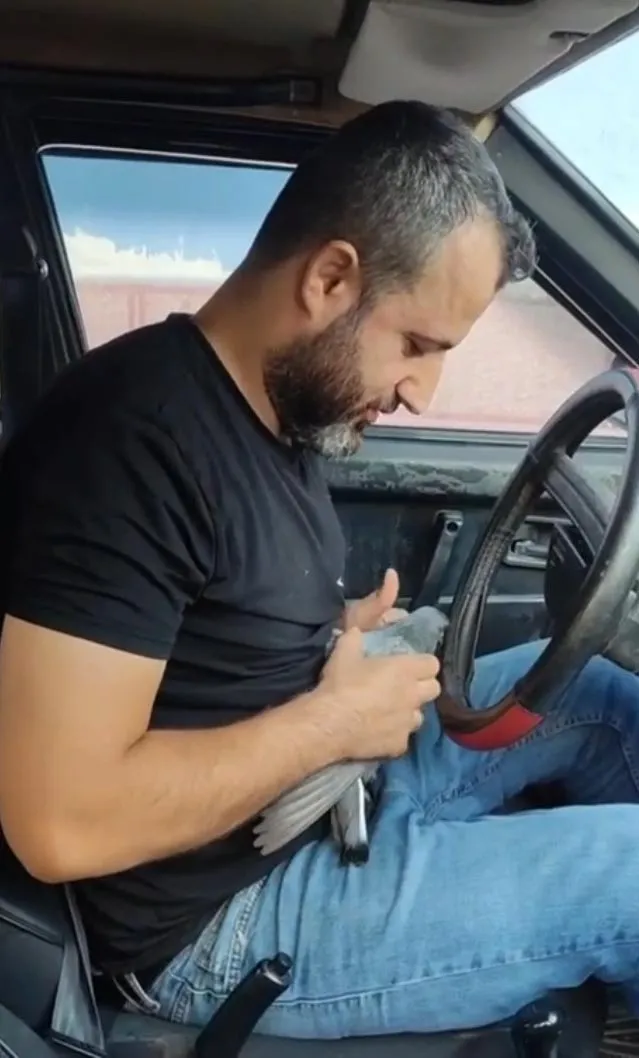 Malatya’da bir vatandaş kanaldan kurtardığı güvercine yuva oldu