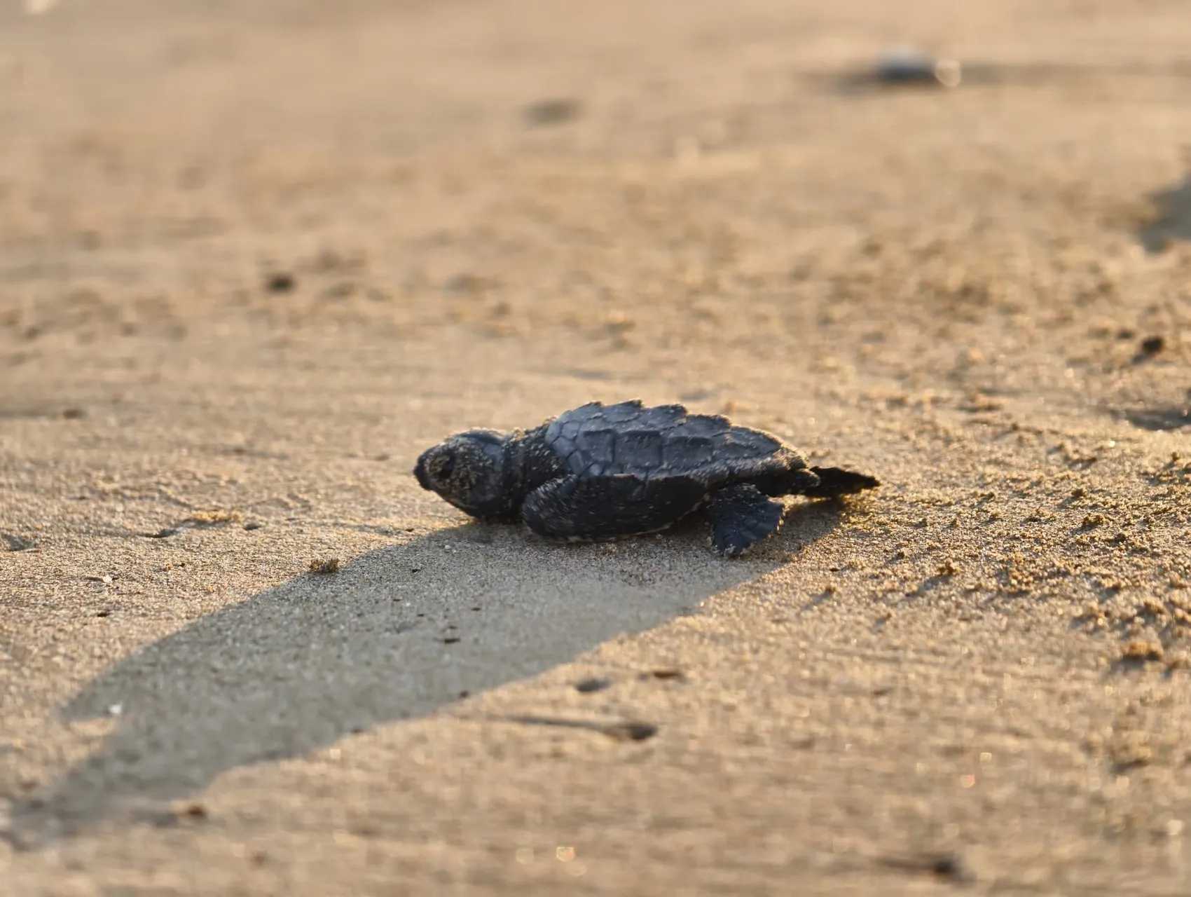 Antalya sahillerinde caretta caretta mesaisi başladı