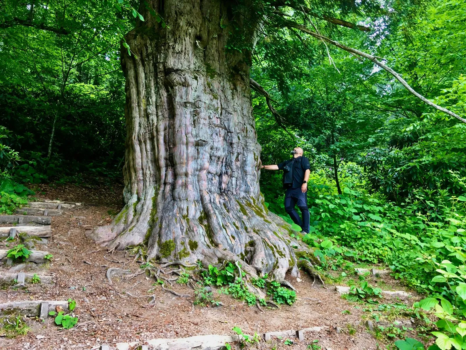 Karadeniz’in asırlık porsuk ağaçları yeni nesil yetişmediği için yok oluyor
