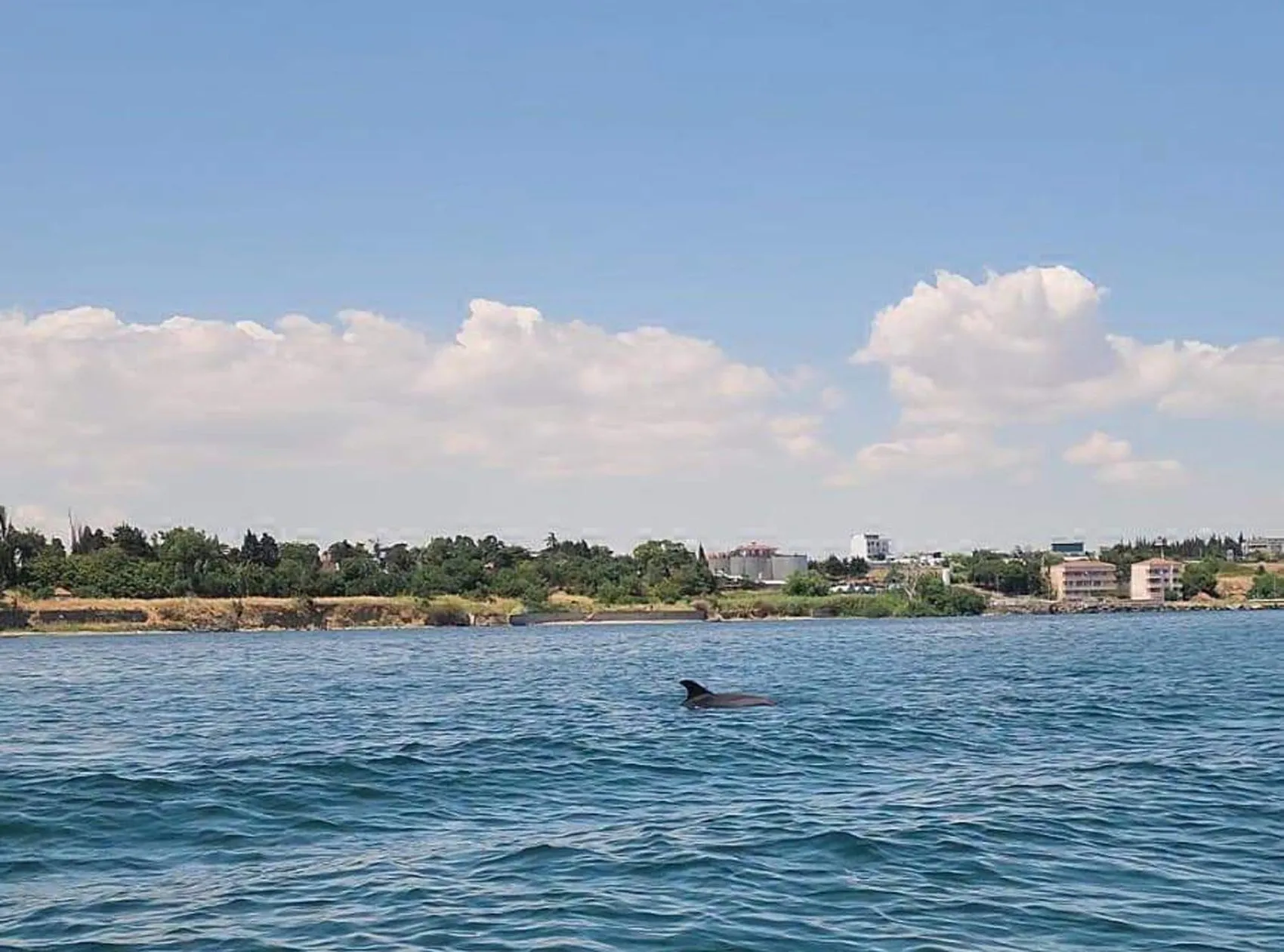 Marmara’nın maviliğinde iki yunus sürpriz yaptı