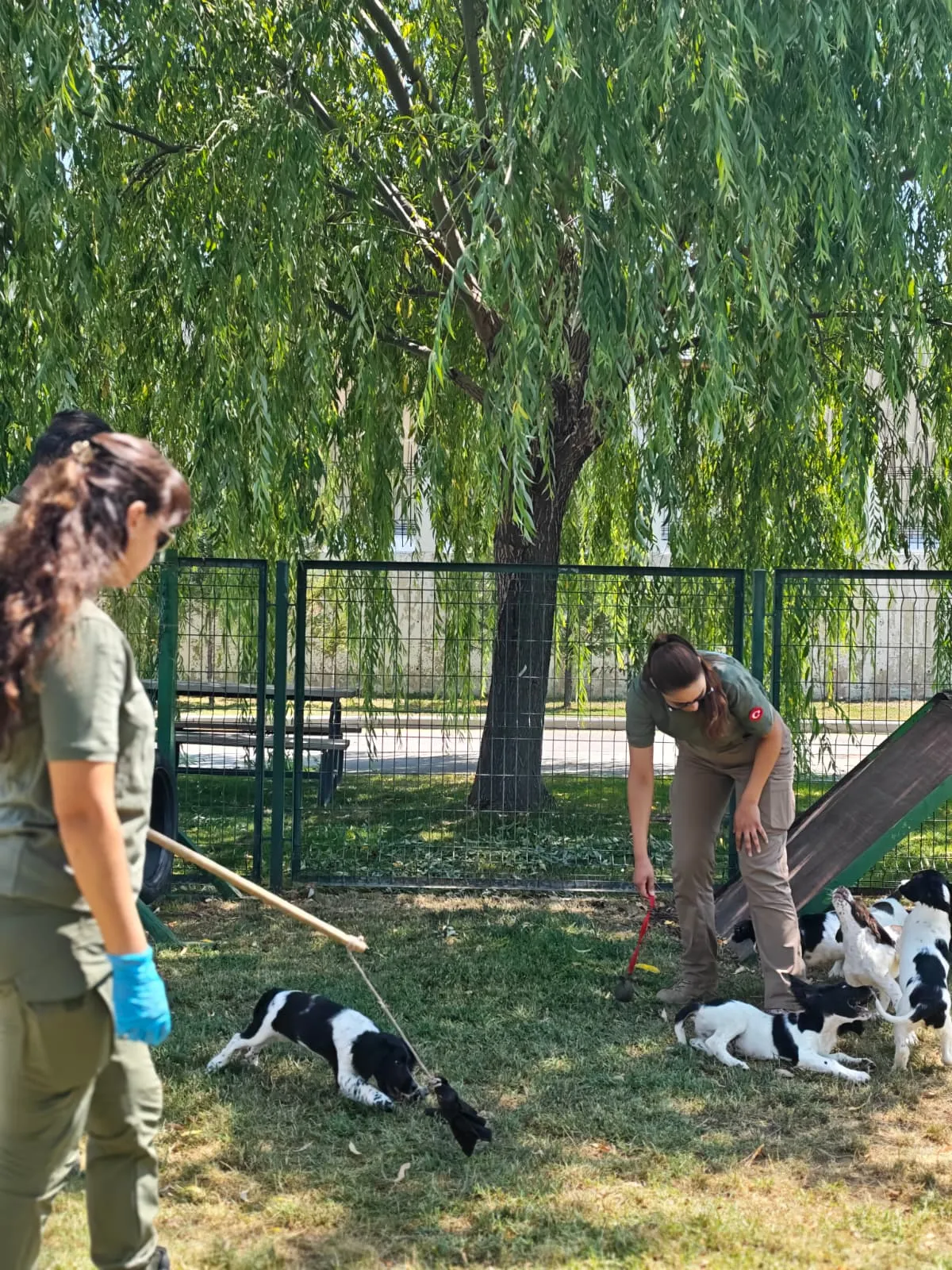 Sınırların yeni dedektör köpekleri eğitimlere başladı