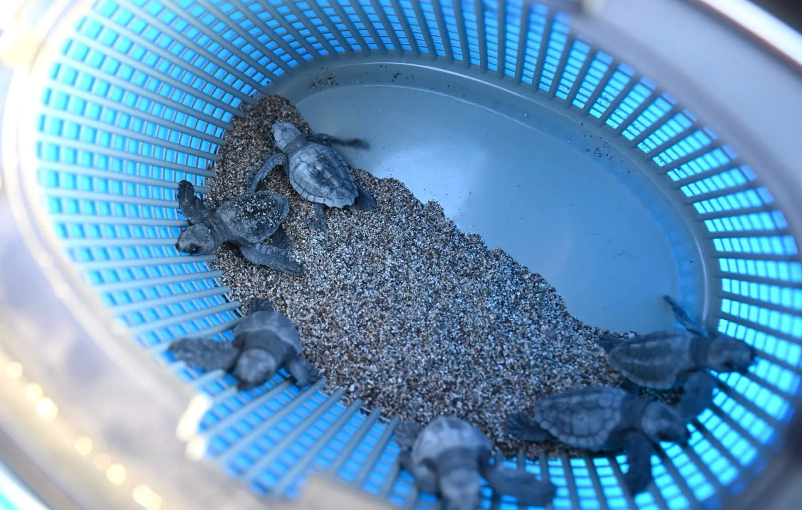 Çıralı sahili küçük caretta carettalara ev sahipliği yapıyor
