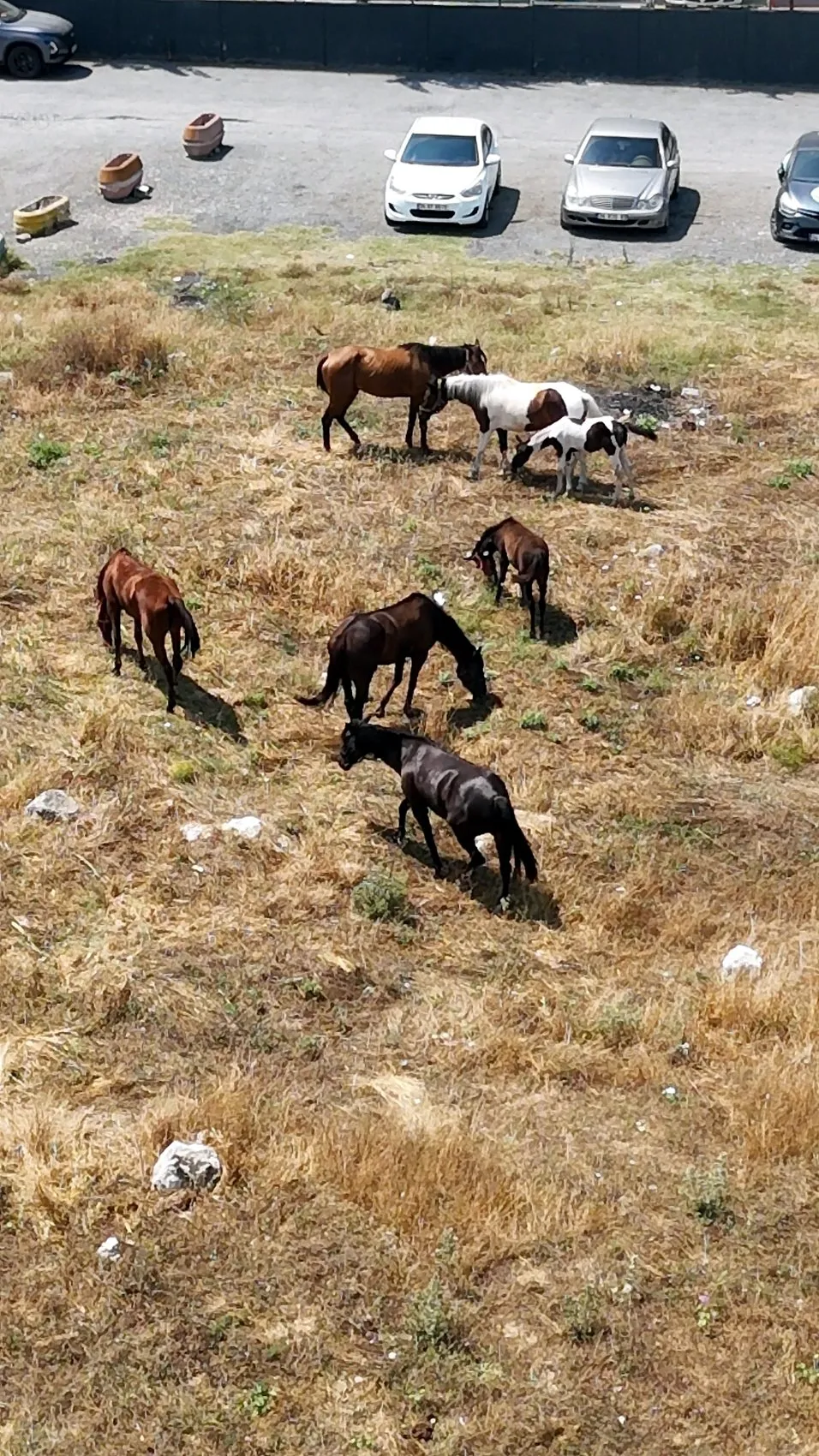 Avcılar sokaklarını karıştıran atların sırrı çözüldü