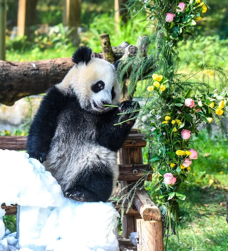Panda Wang Shu ilk yaşını dev bir pasta ile kutladı