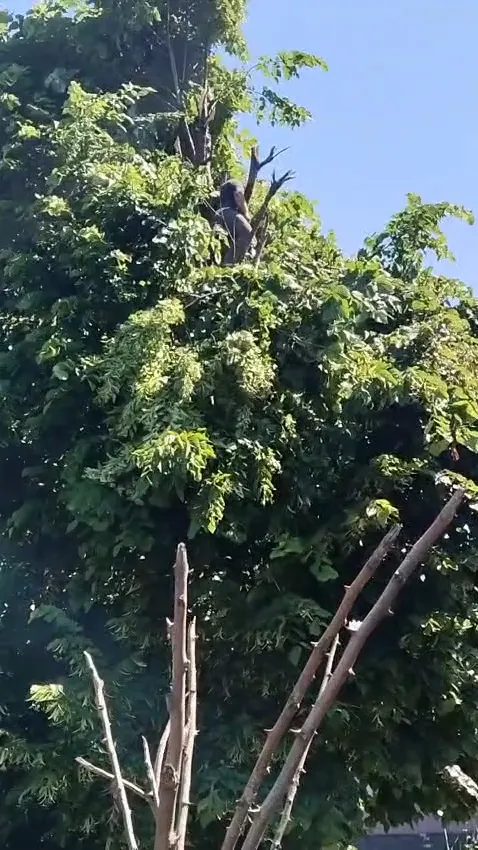 Rize’de budama için çıktığı ağaçta elektrik akımına kapılan kişi hayatını kaybetti