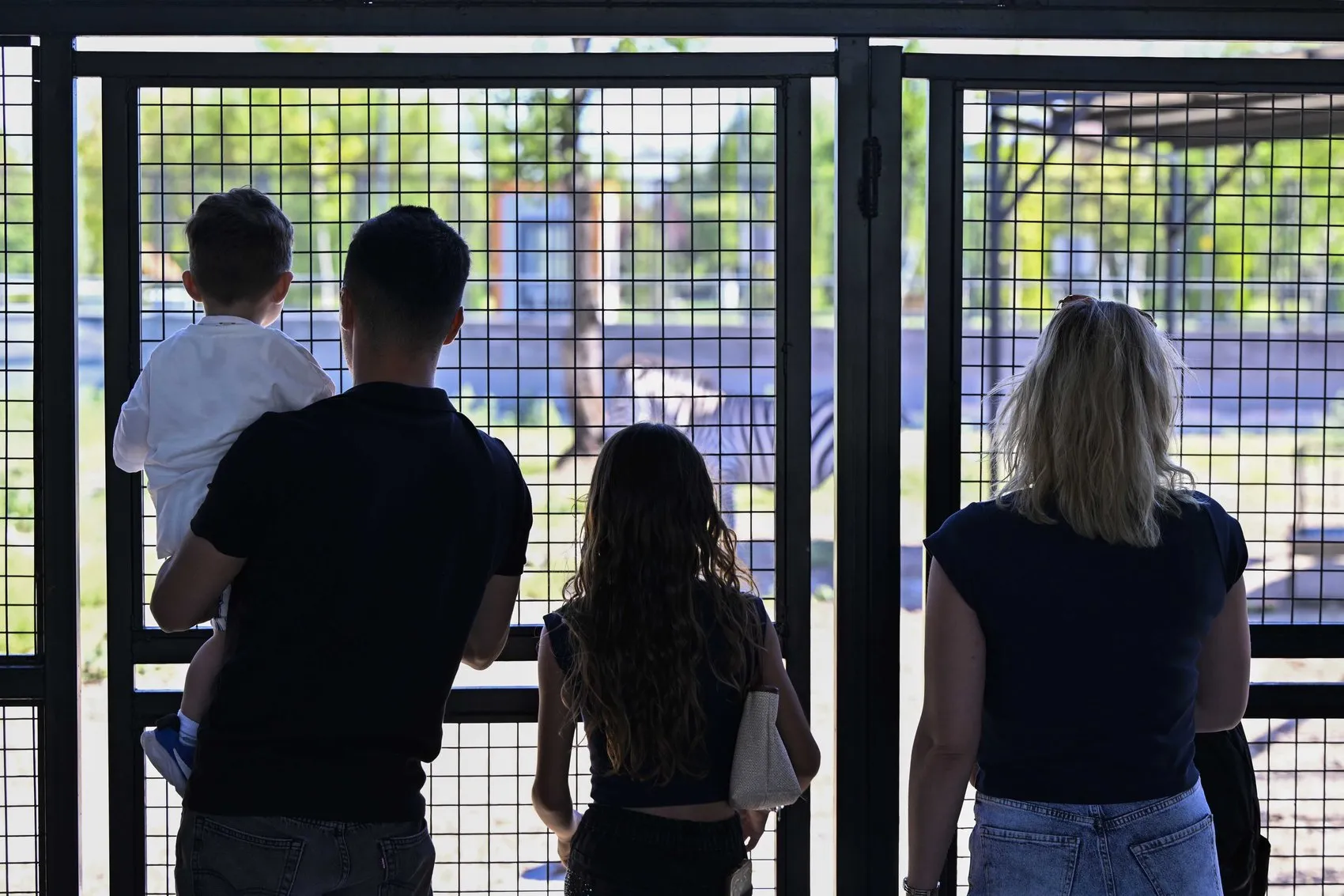 Ankara'nın yeni misafiri zebra yavrusuna isim arıyor
