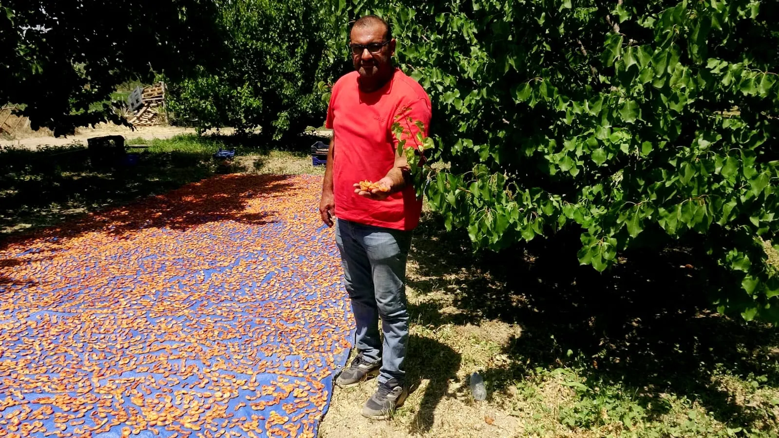Erciyes’in gölgesinde kayısı bereketi yüzleri güldürdü