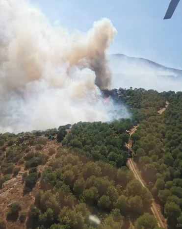 Yalova ormanlarında çıkan yangın ekipleri harekete geçirdi