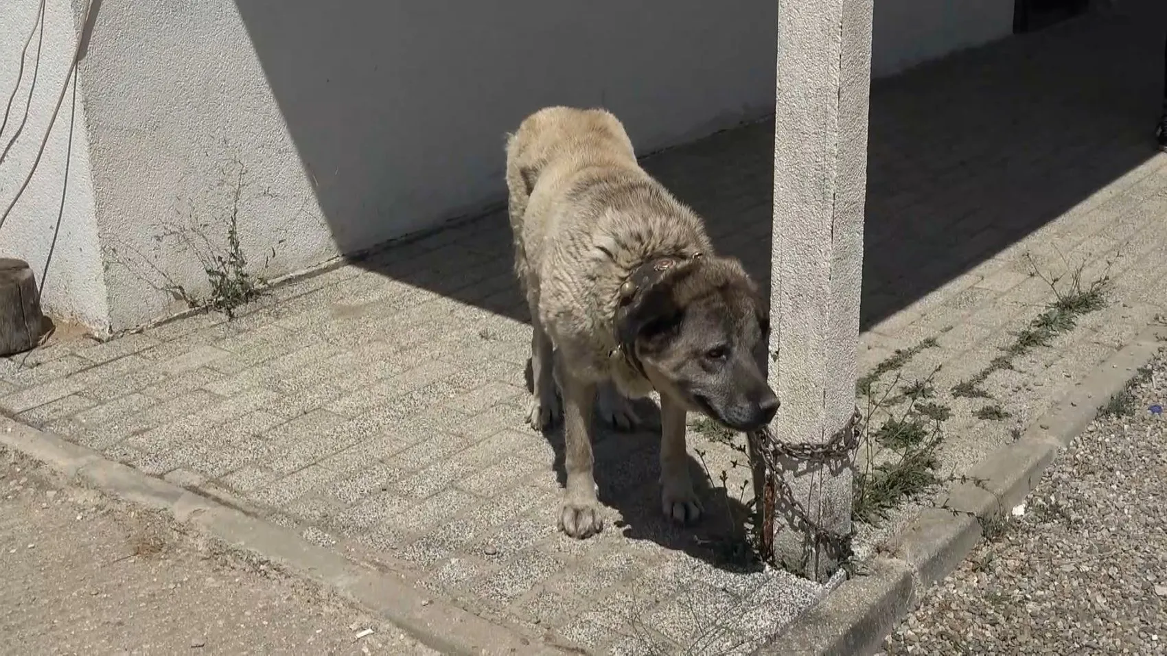 Bursa'da Kangal yavrularına sahip çıkan veterinerler hayata döndürdü