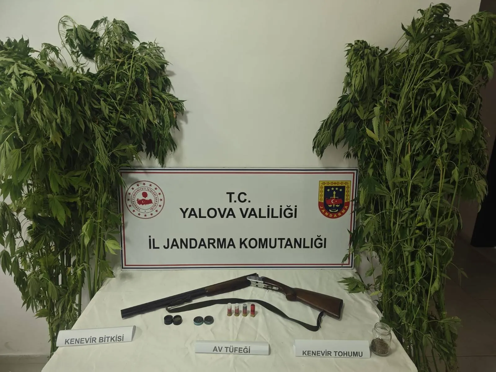 Yalova’da kenevir operasyonu Bahçeden uyuşturucu çıktı
