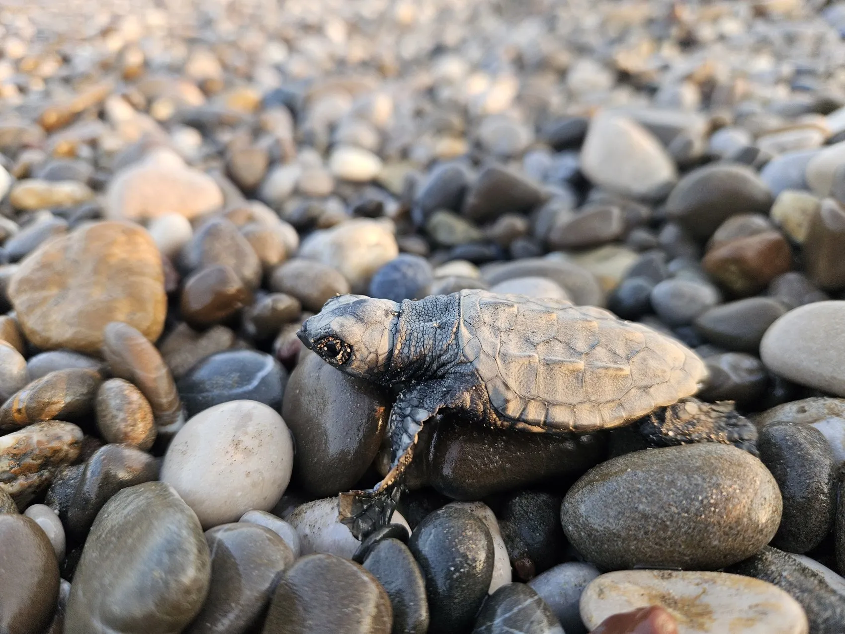 Belek sahillerinde caretta caretta yavruları denize ulaşıyor