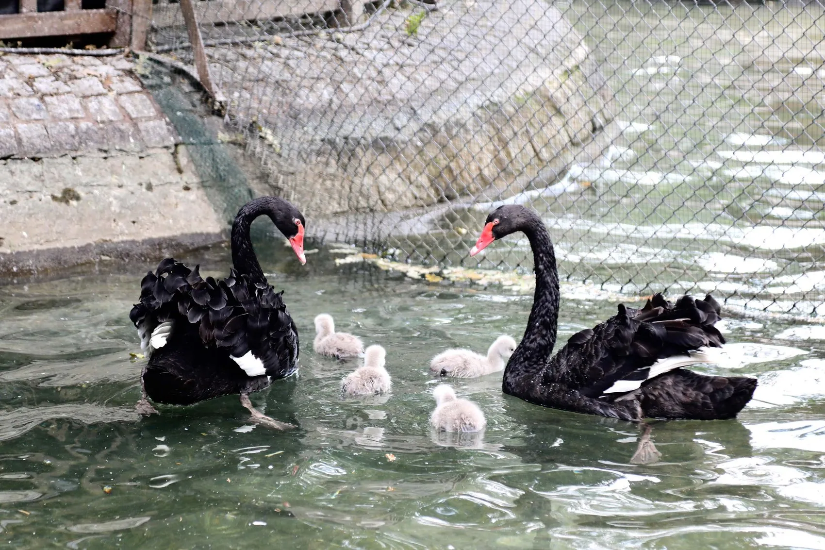 Ankara Kuğulu Park’ın yeni sakinleri görücüye çıktı