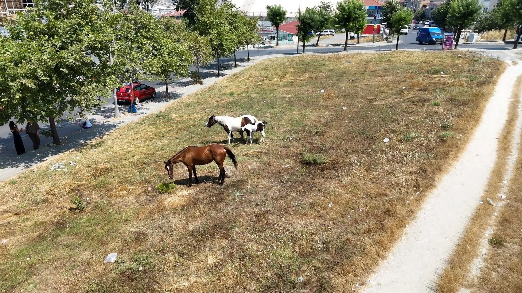 Avcılar'da trafiğe karışan sahipsiz atlar kaza riski yaratıyor