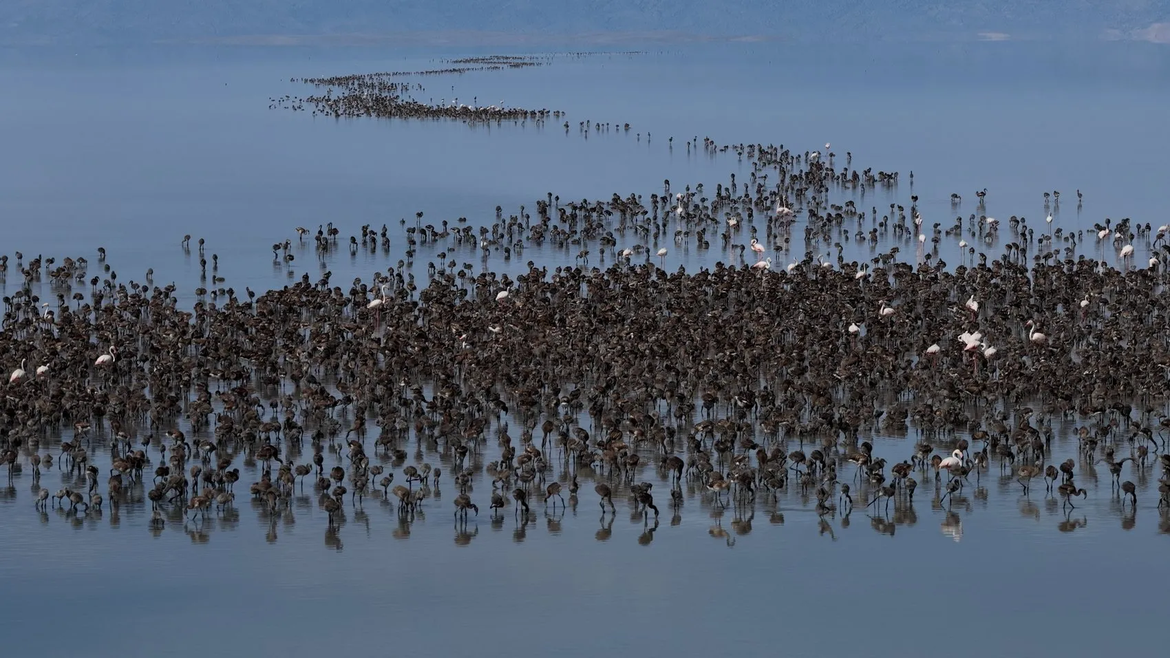Tuz Gölü flamingo nüfusunda son beş yılın rekoru kırıldı
