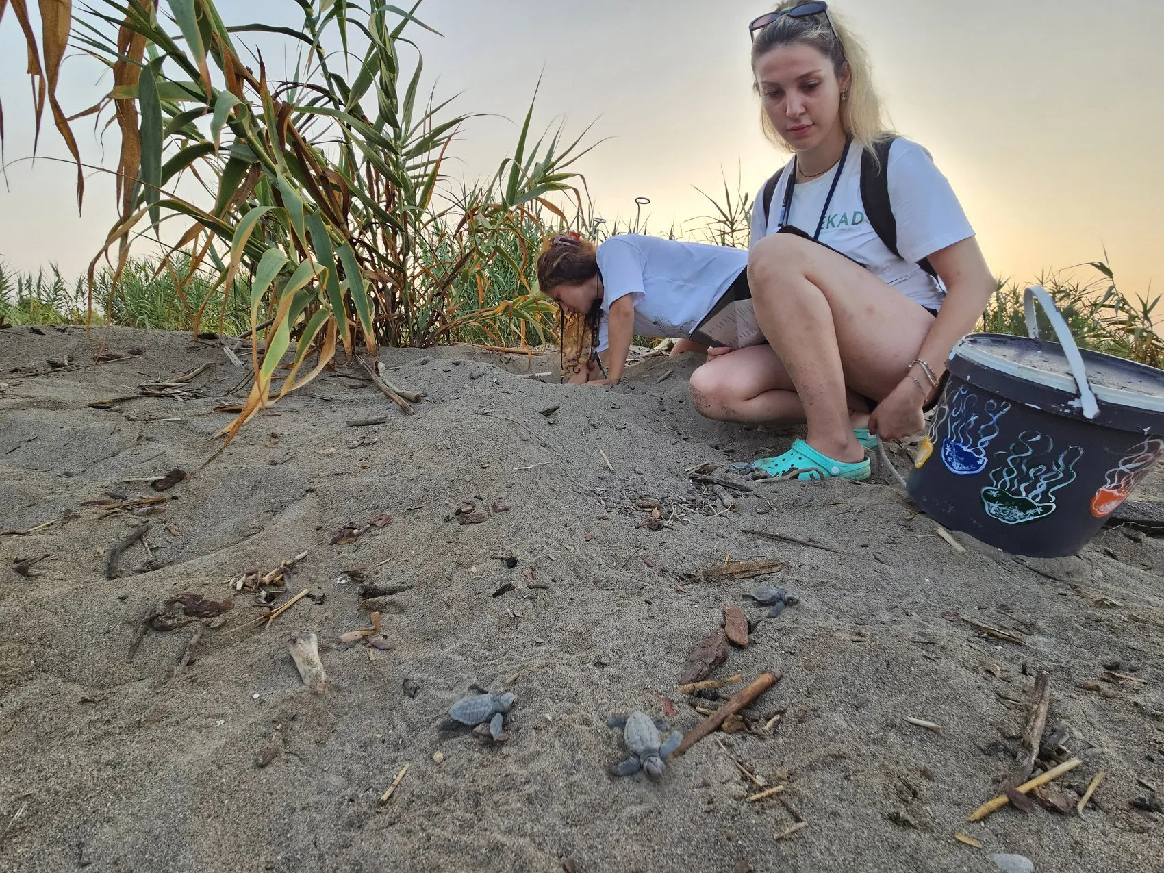 Belek sahillerinde caretta caretta yavruları denize ulaşıyor
