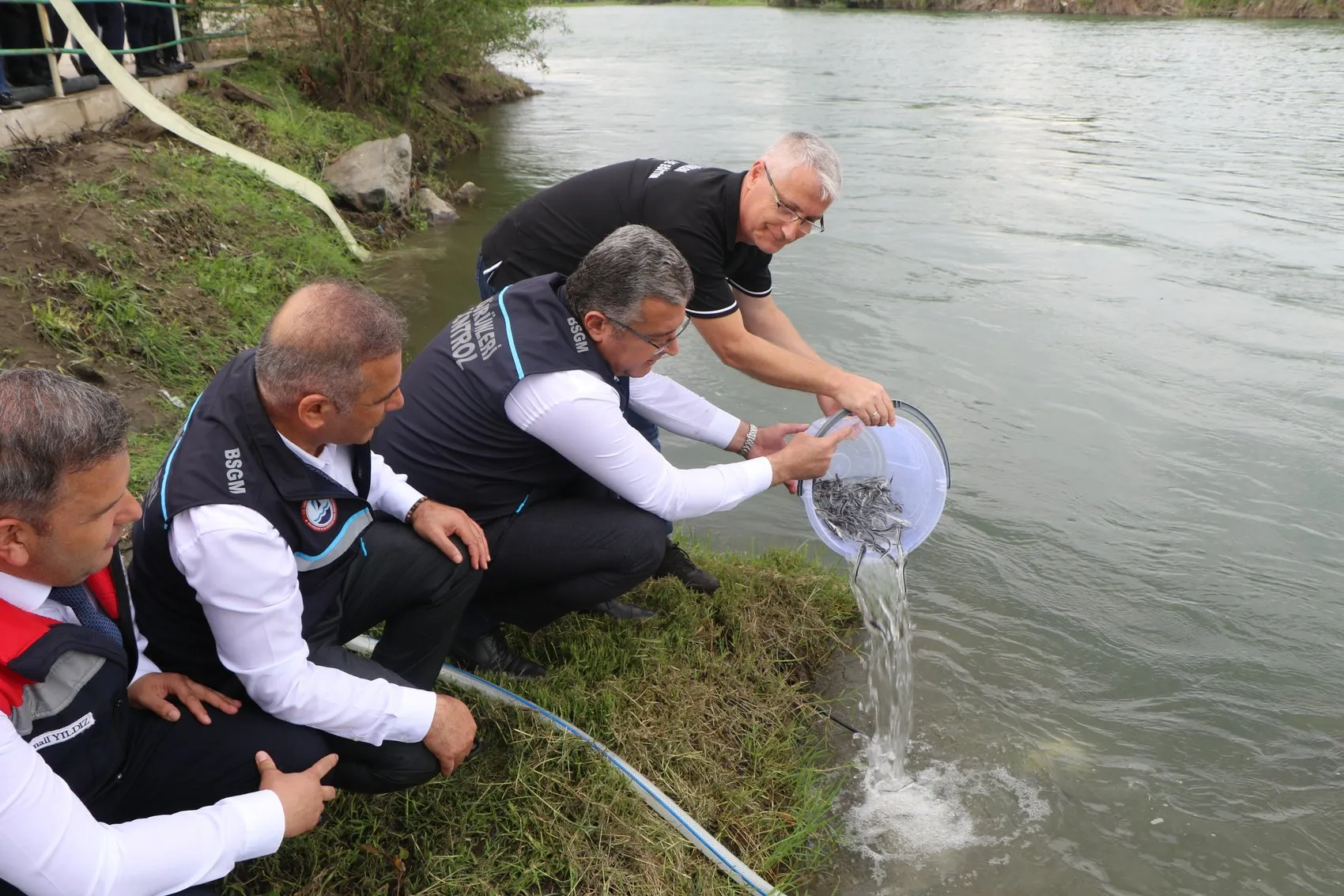 Yeşilırmak artık 30 bin yeni mersin balığına ev sahipliği yapıyor