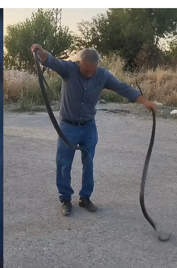 Malatya’da yılanlarla arkadaşlık kuran adam şaşırttı