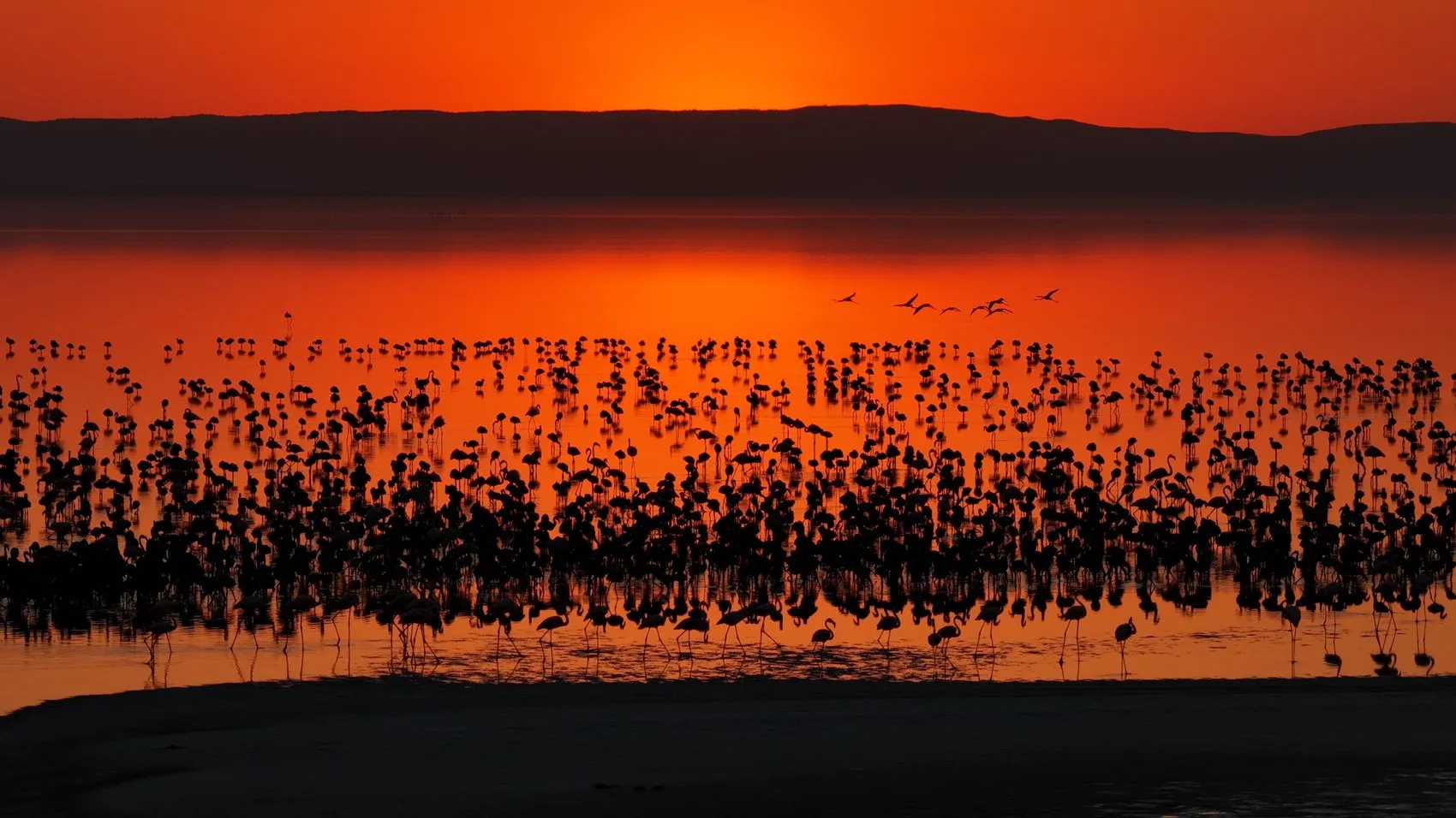 Tuz Gölü flamingo nüfusunda son beş yılın rekoru kırıldı