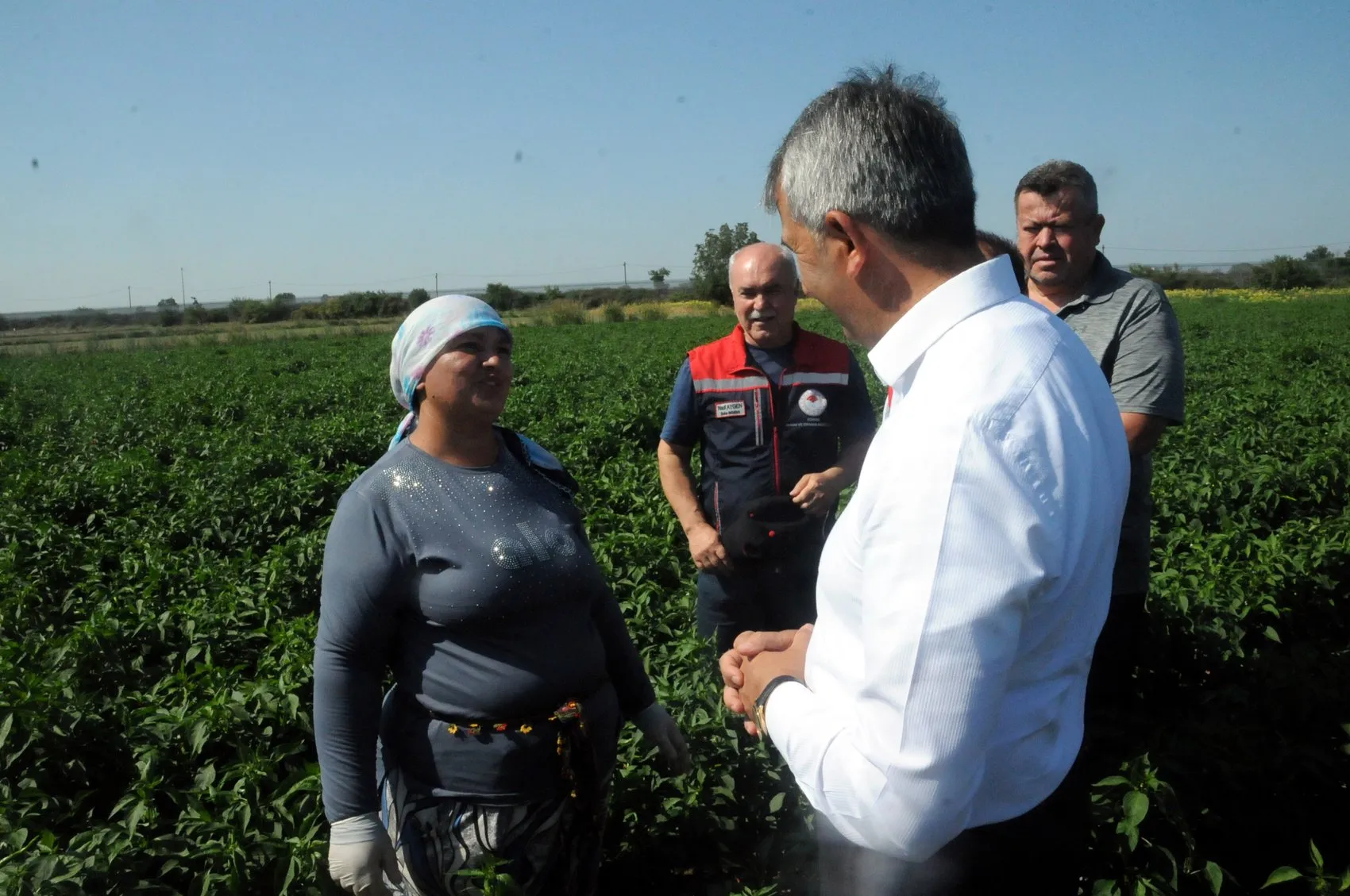 Edirne’nin meşhur acı biberinde hasat vakti geldi