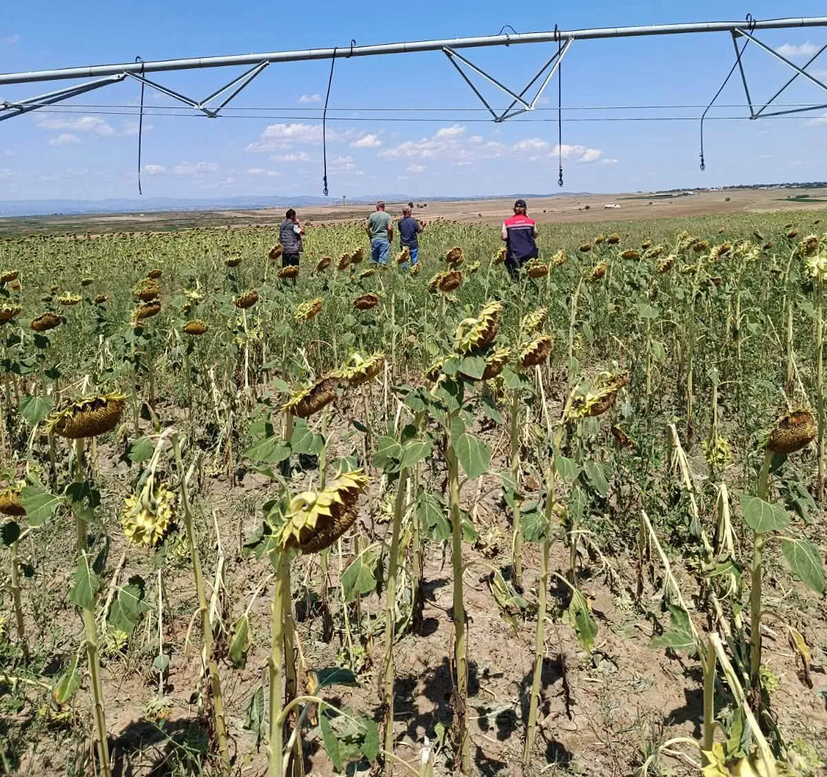 İpsala’da dolu vurdu çiftçinin gözü hasar tespitinde