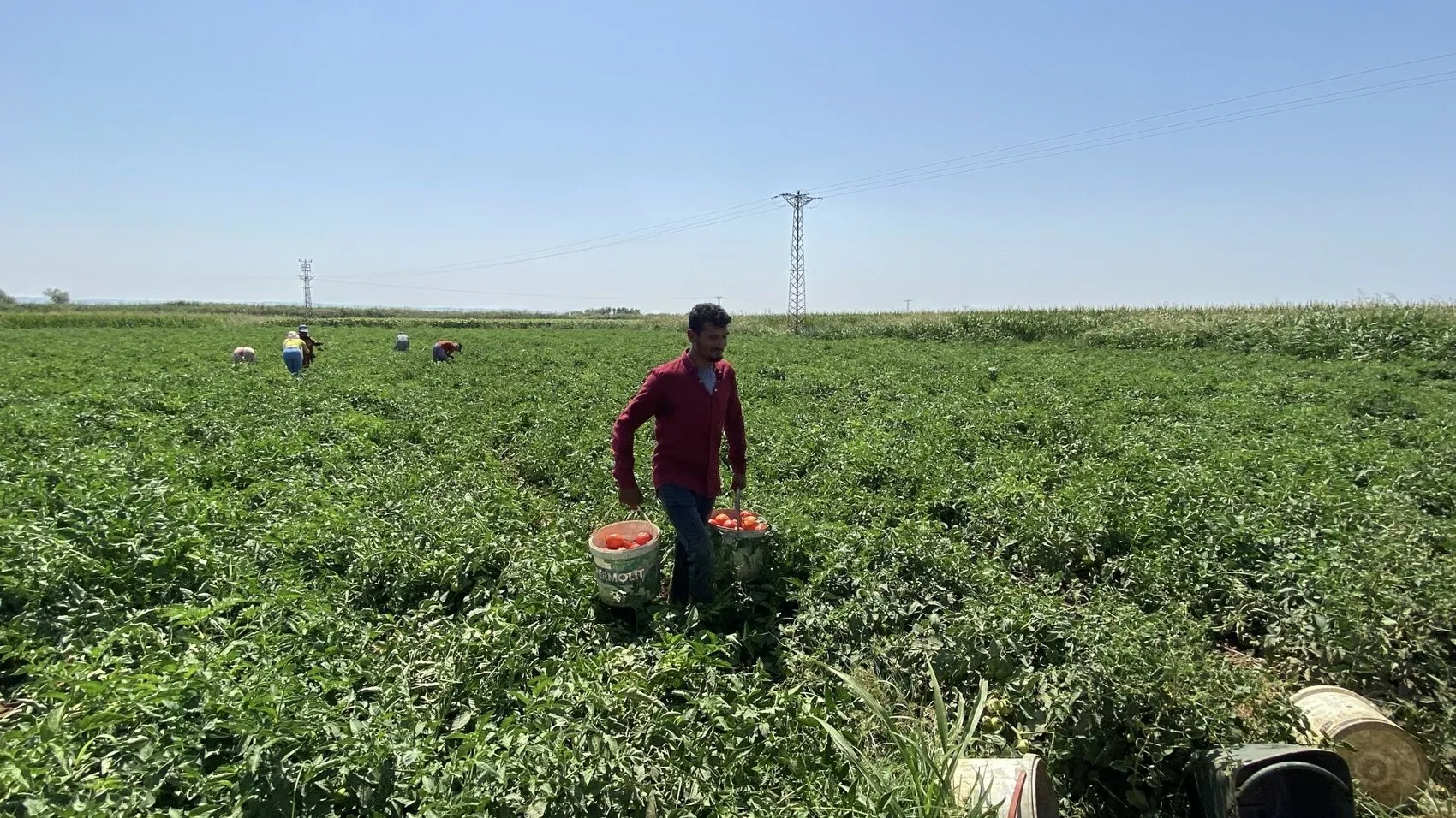Çanakkale domatesinde sezon açıldı