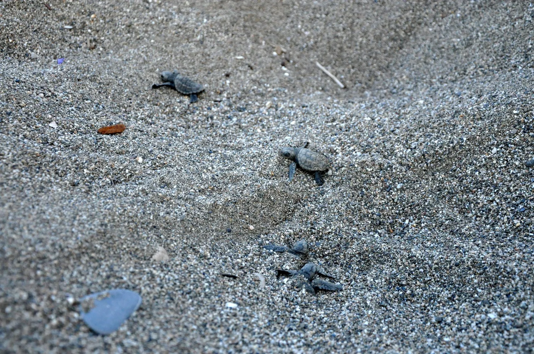 Antalya sahillerinde caretta caretta seferberliği