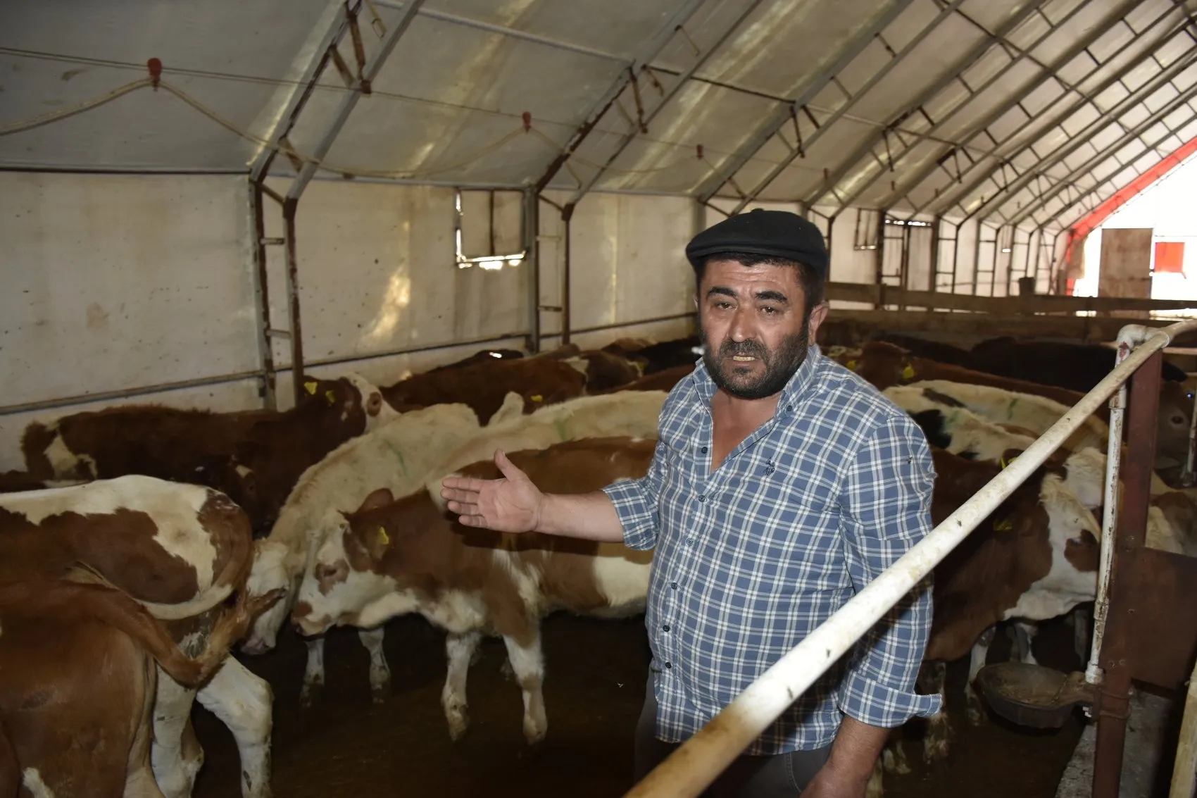 Sivas'ta mangal kömürü dumanı hayvancılığı bitirdi