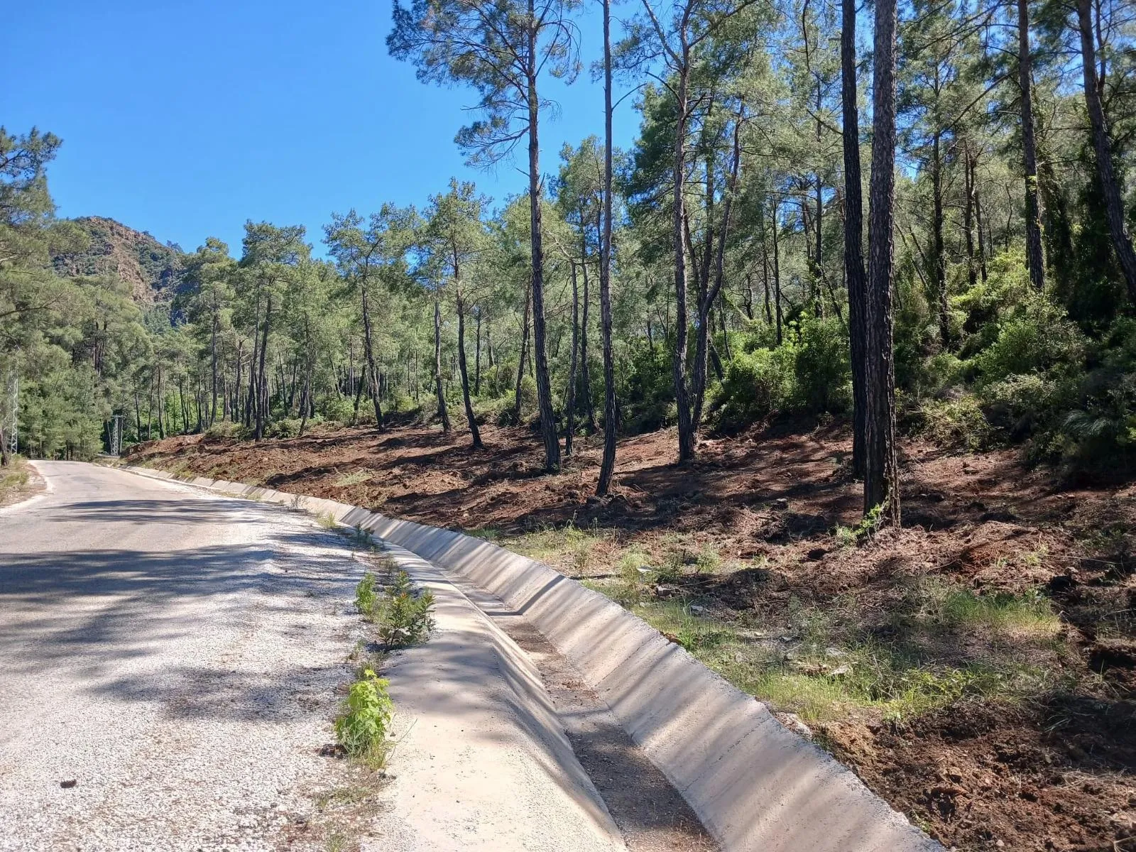 Orman yollarında yangın temizliği tamamlandı