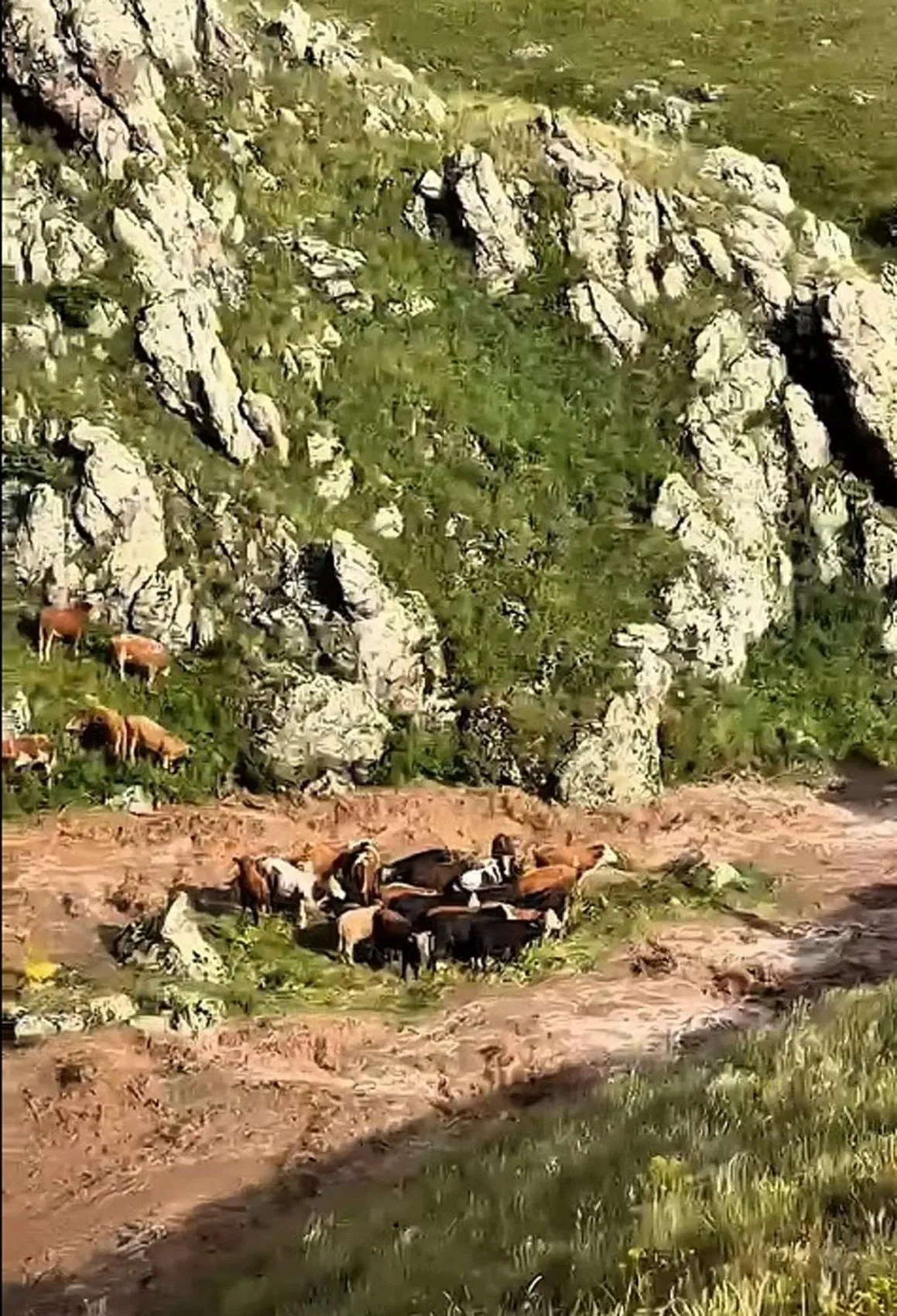 Kars'ta dere taştı inekler mahsur kaldı