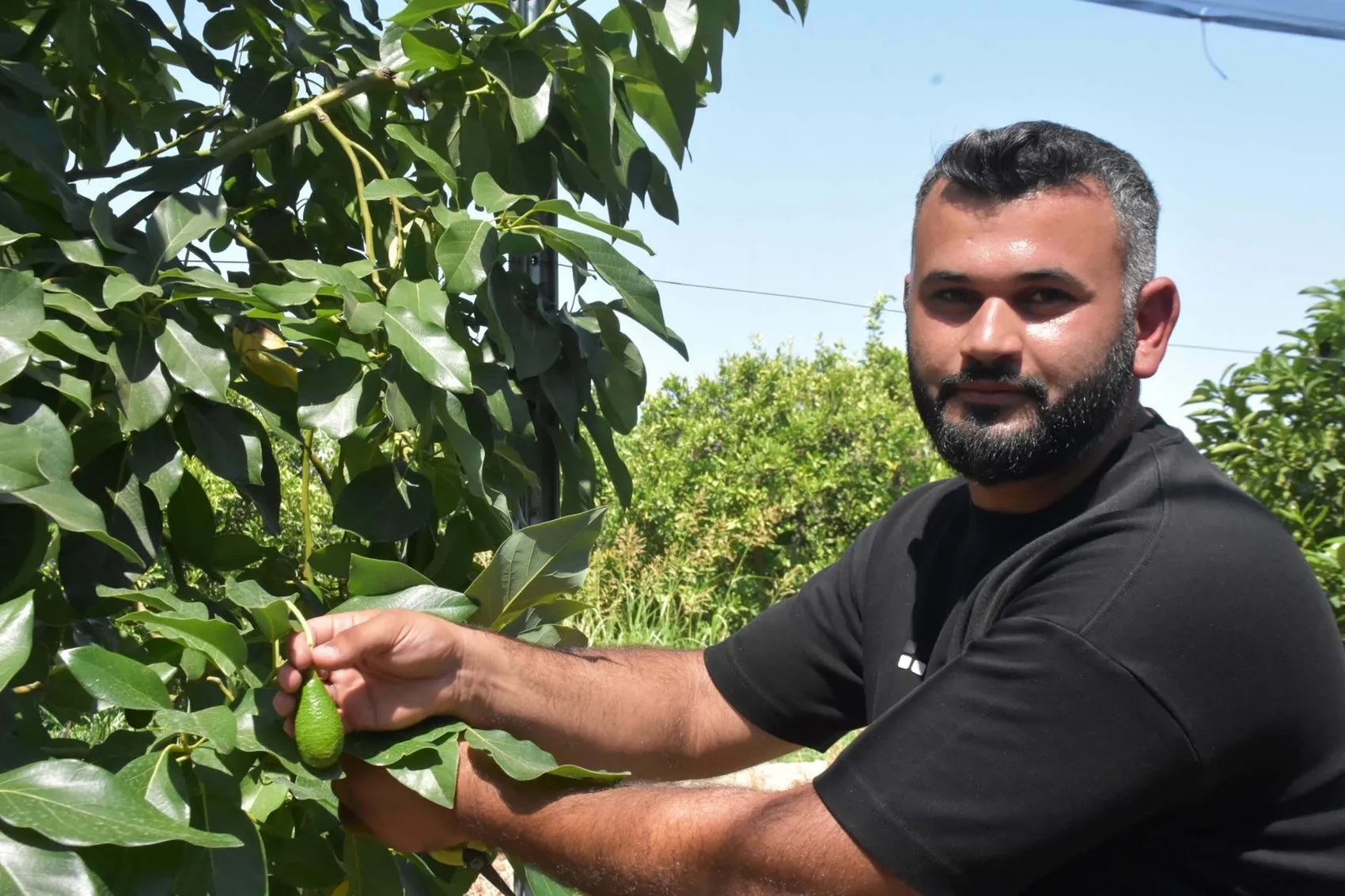 Nazilli’de tropikal devrim Ege artık avokado ve ejder meyvesi ihraç ediyor