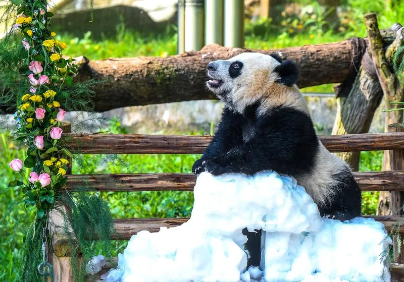 Panda Wang Shu ilk yaşını dev bir pasta ile kutladı