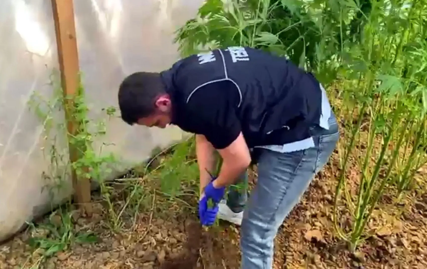 Tekirdağ'da bağ evine narkotik baskını