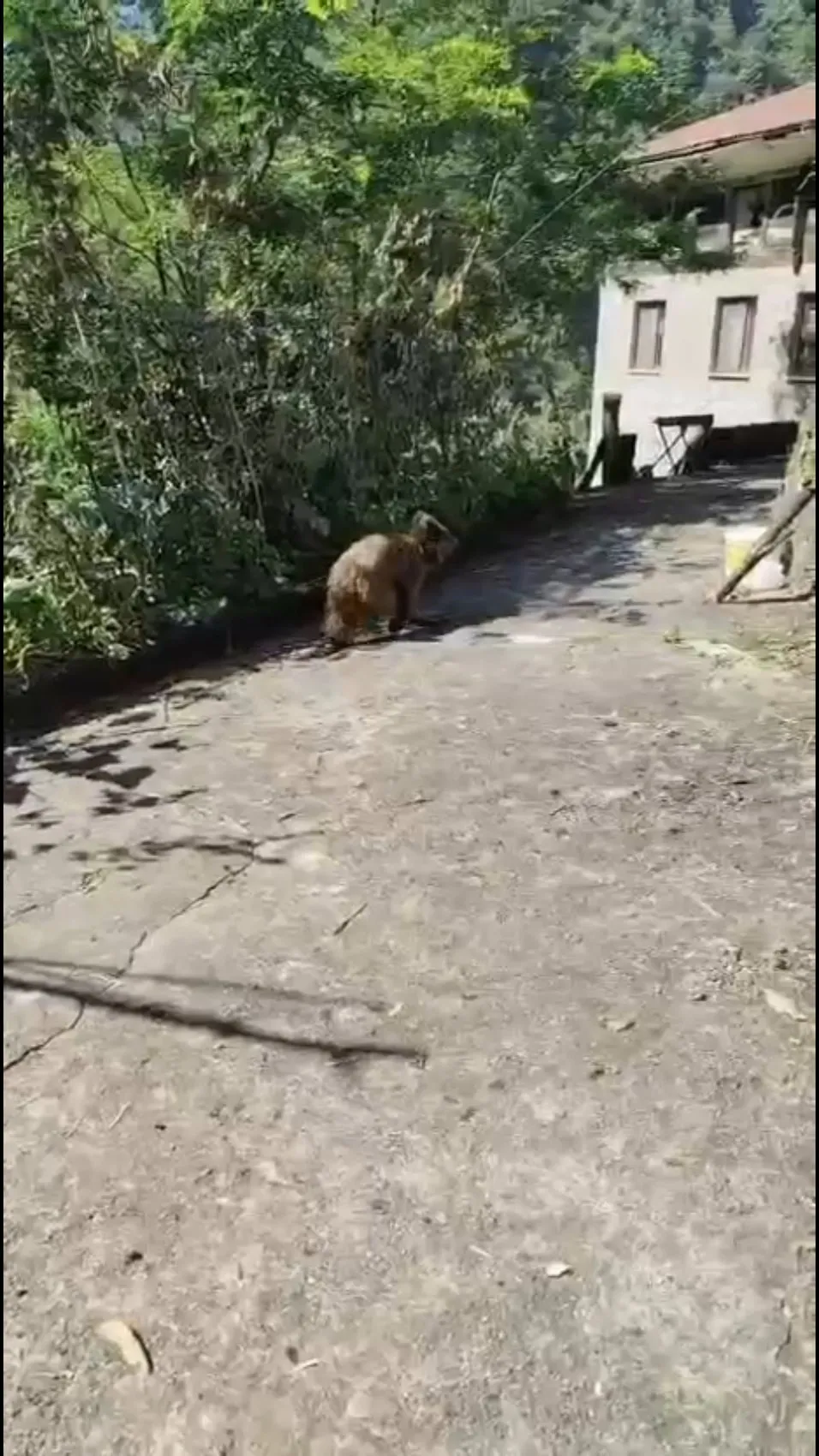 Çamlıhemşin’de evin kapısına gelen yavru ayıyı aile besledi