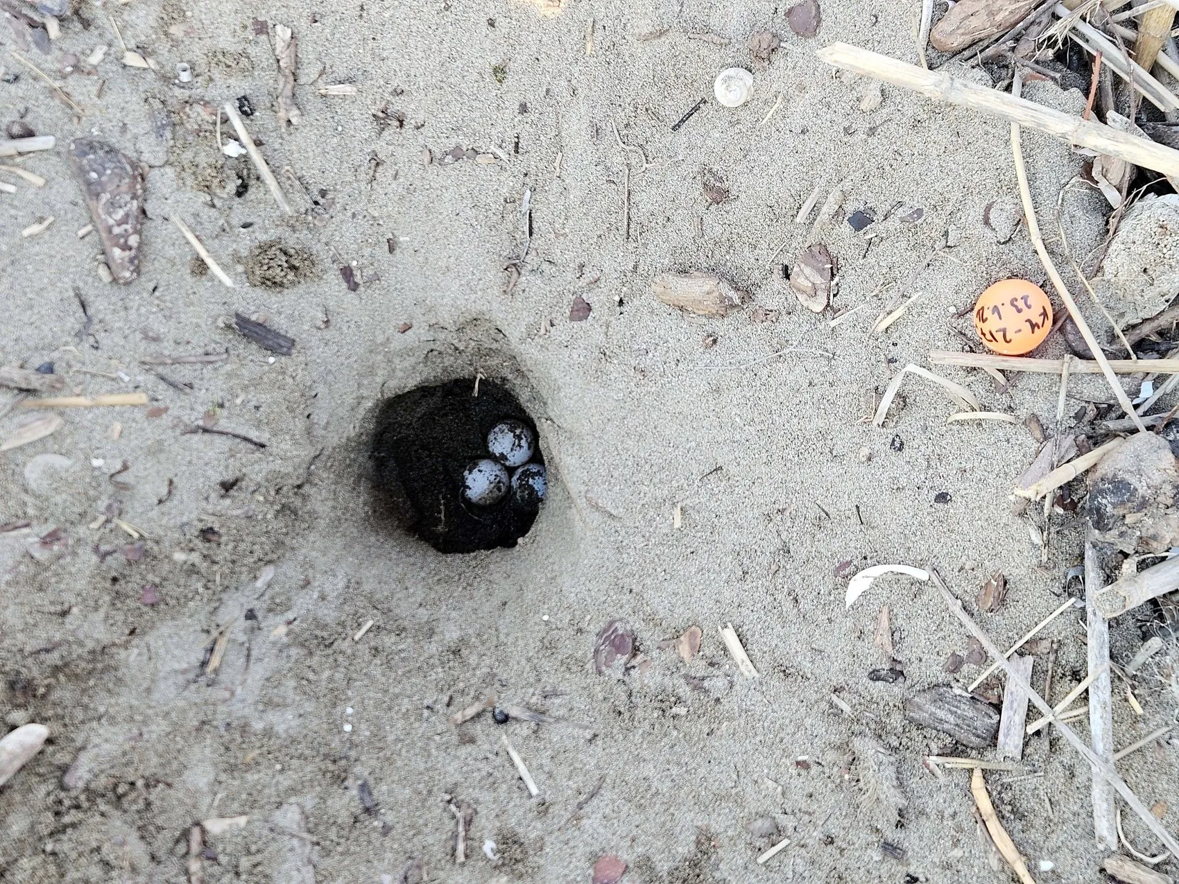 Antalya sahillerinde caretta nöbeti başladı