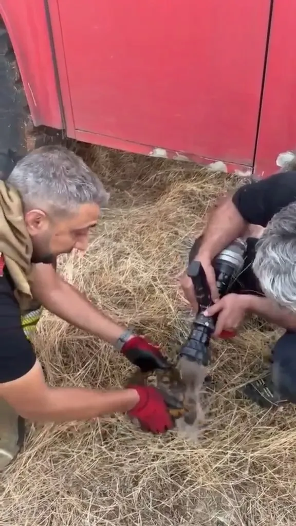 Lice alevlerine müdahale eden ekipler bir kaplumbağayı kurtardı