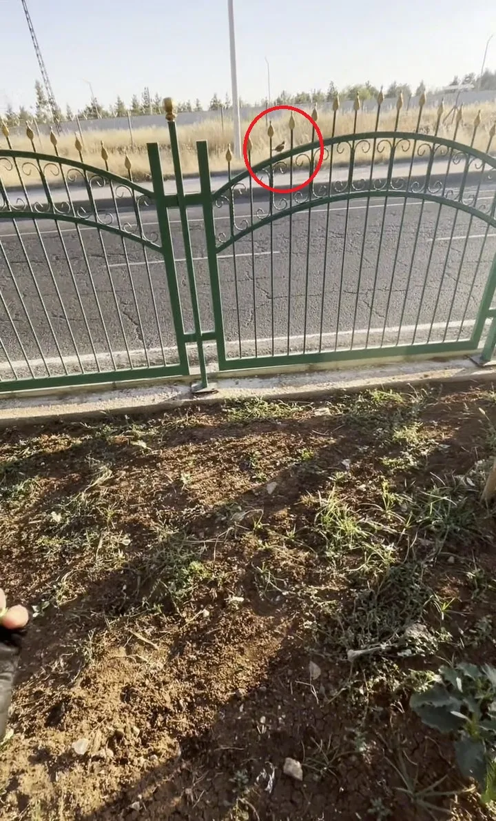 Diyarbakırlı kuryeden serçeye hayat veren müdahale