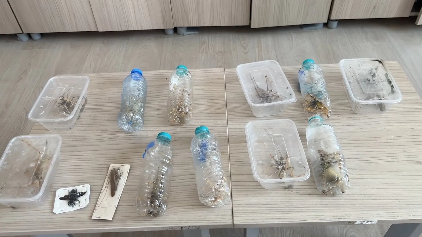 Nemrut Dağı'nda çekirge avına çıkan iki kişiye ağır fatura