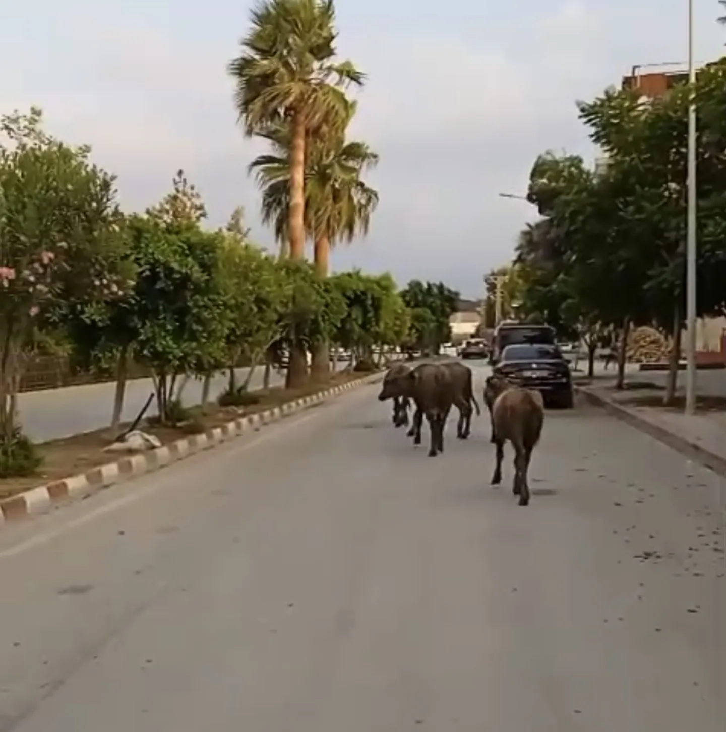 Samandağ'da akşam mesaisi Başıboş anguslar trafiği kilitledi