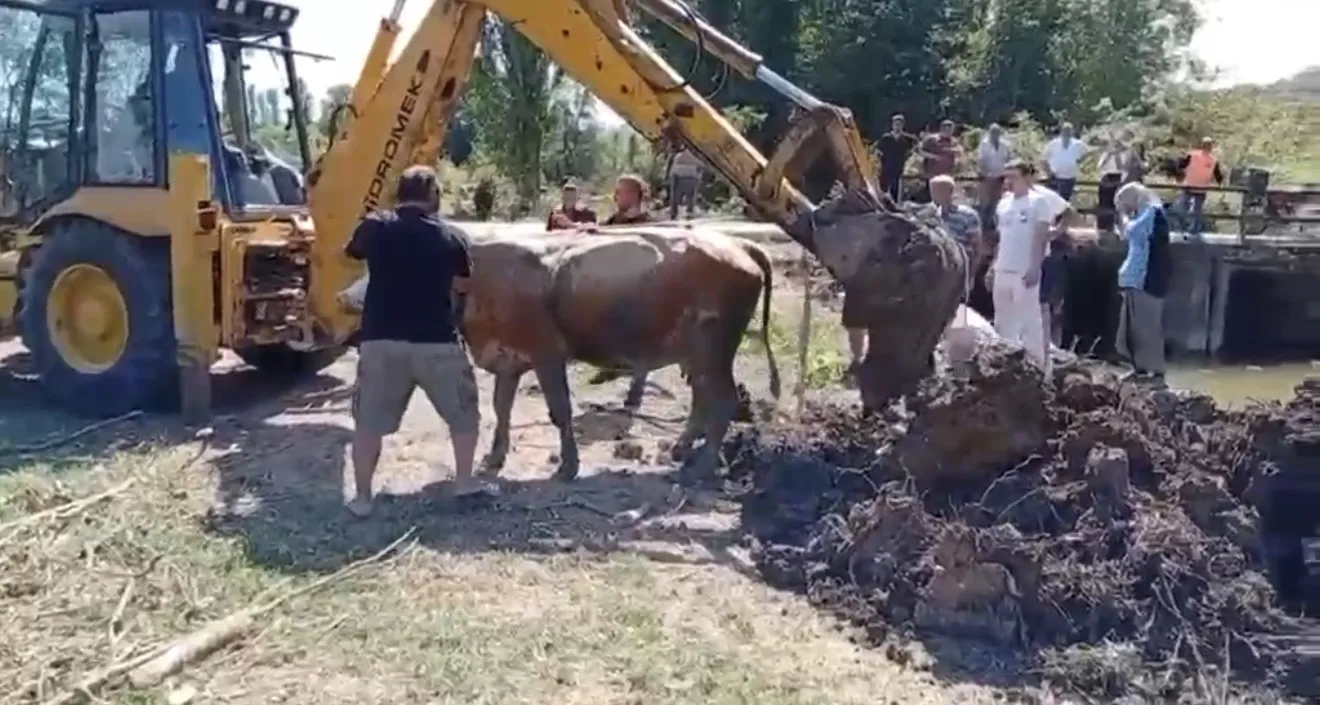 Bartın'da dere kenarında mahsur kalan inek iş makinesiyle kurtarıldı