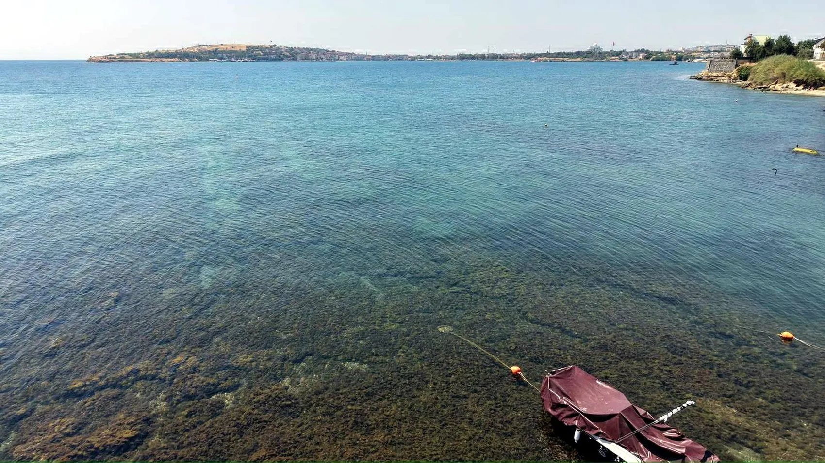 Marmara Denizi'nde denizanası istilası tatilcileri endişelendiriyor
