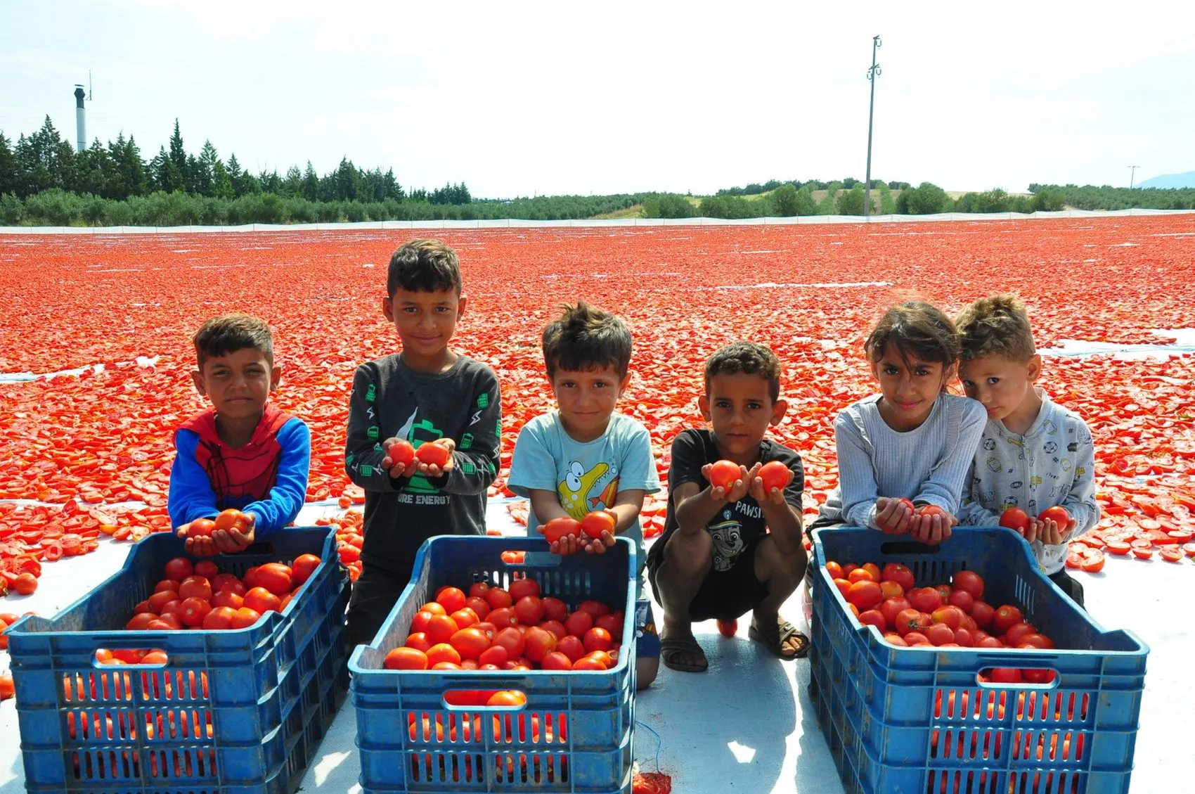 Manisa tarlalarından dünyaya yayılan kırmızı bereket
