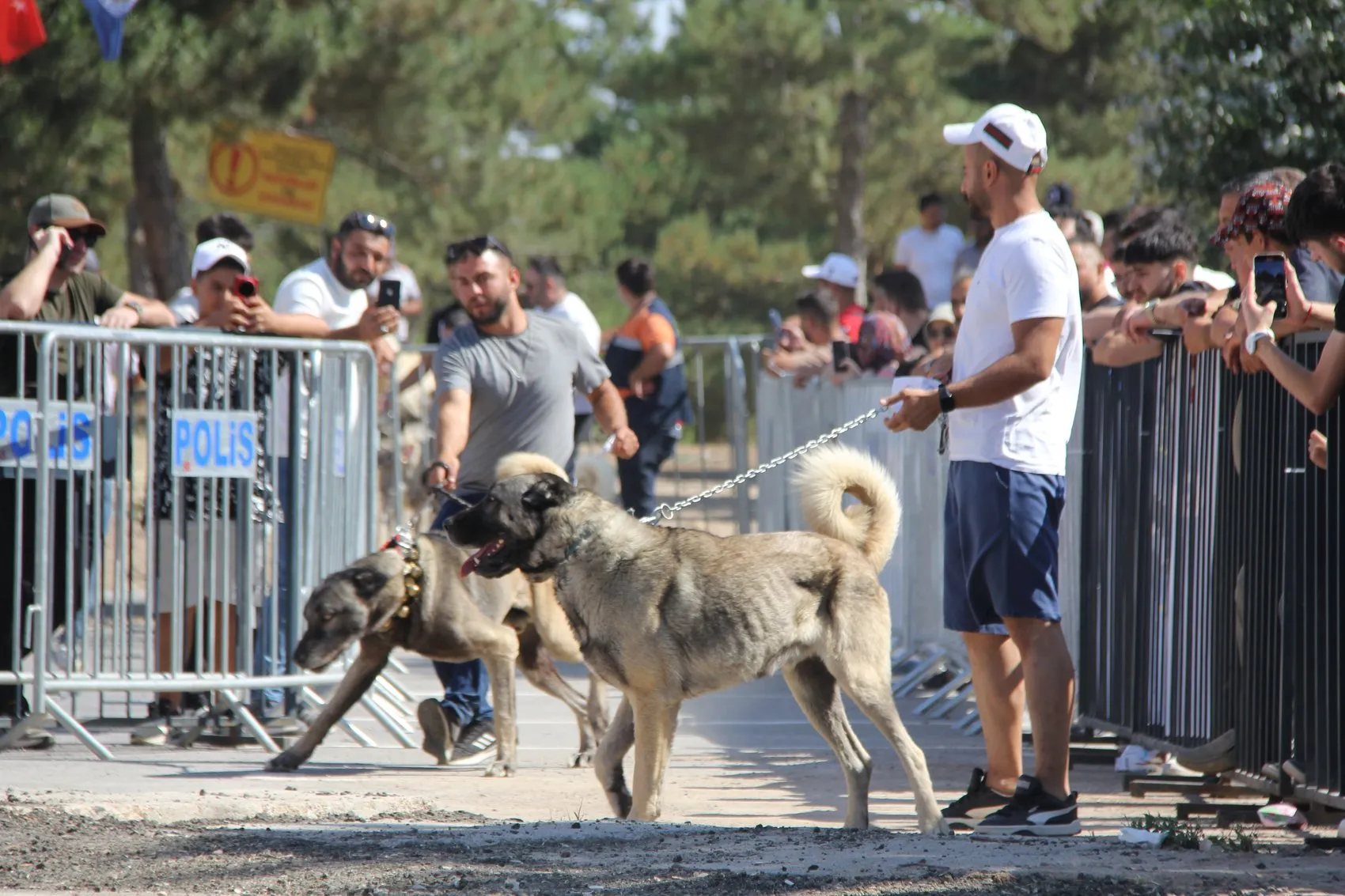 Sivaslı Kangallar podyumda güzelliklerini sergiledi