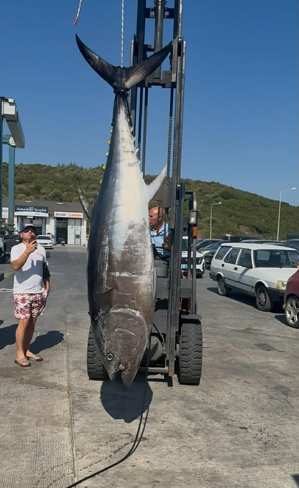 Seferihisar'da oltaya 260 kiloluk dev orkinos takıldı