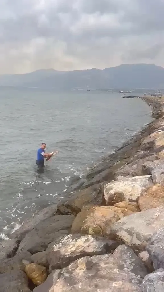Hatay'da yürek ısıtan an Temizlik görevlisi yaralı leyleği kıyafetleriyle denize girip kurtardı